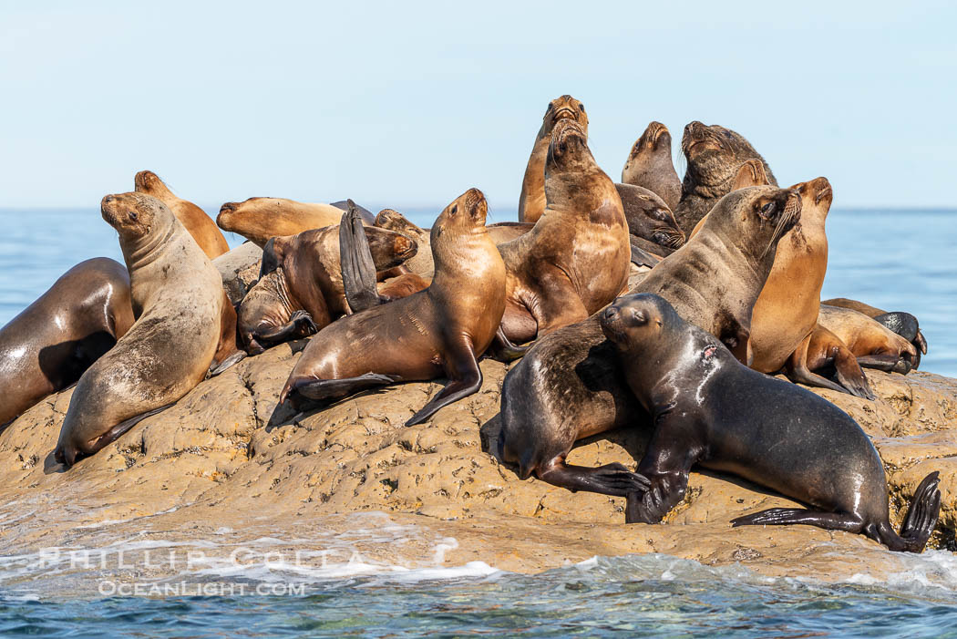 South American sea lions hauled out on rocks to rest and warm in the sun, Otaria flavescens, Patagonia, Argentina, Otaria flavescens, Puerto Piramides, Chubut