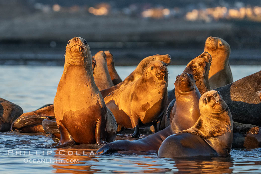 South American Sea Lions at Sunset, Otaria flavescens, Golfo Nuevo, Peninsula Valdes, Chubut, Argentina. By permission of the Government of Argentina, Chubut, permit # 51 / 2025-SsCyA., Otaria flavescens, natural history stock photograph, photo id 41284