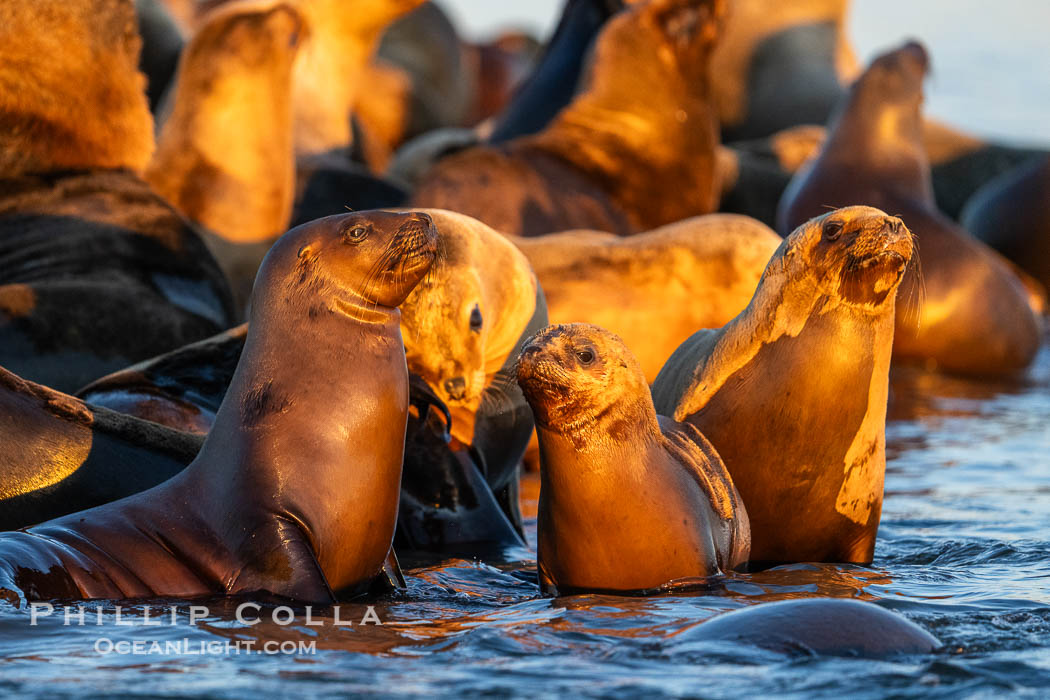 South American Sea Lions at Sunset, Otaria flavescens, Golfo Nuevo, Peninsula Valdes, Chubut, Argentina. By permission of the Government of Argentina, Chubut, permit # 51 / 2025-SsCyA., Otaria flavescens, natural history stock photograph, photo id 41283