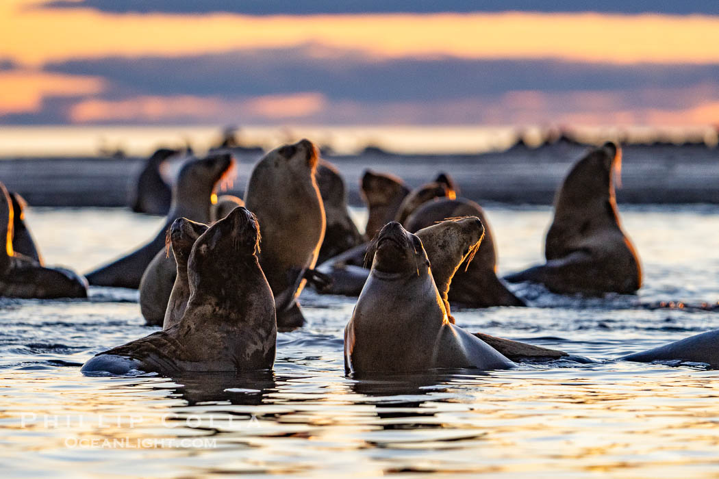 South American Sea Lions at Sunset, Otaria flavescens, Golfo Nuevo, Peninsula Valdes, Chubut, Argentina. By permission of the Government of Argentina, Chubut, permit # 51 / 2025-SsCyA. Puerto Piramides, Otaria flavescens, natural history stock photograph, photo id 41193