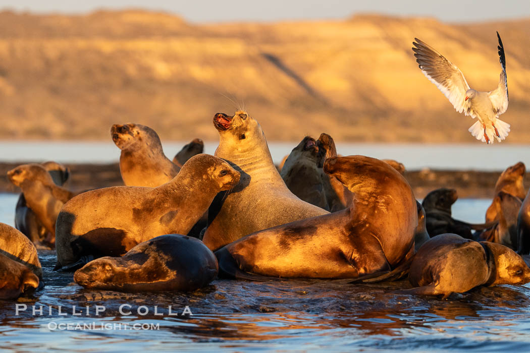 South American Sea Lions at Sunset, Otaria flavescens, Golfo Nuevo, Peninsula Valdes, Chubut, Argentina. By permission of the Government of Argentina, Chubut, permit # 51 / 2025-SsCyA., Otaria flavescens, natural history stock photograph, photo id 41245