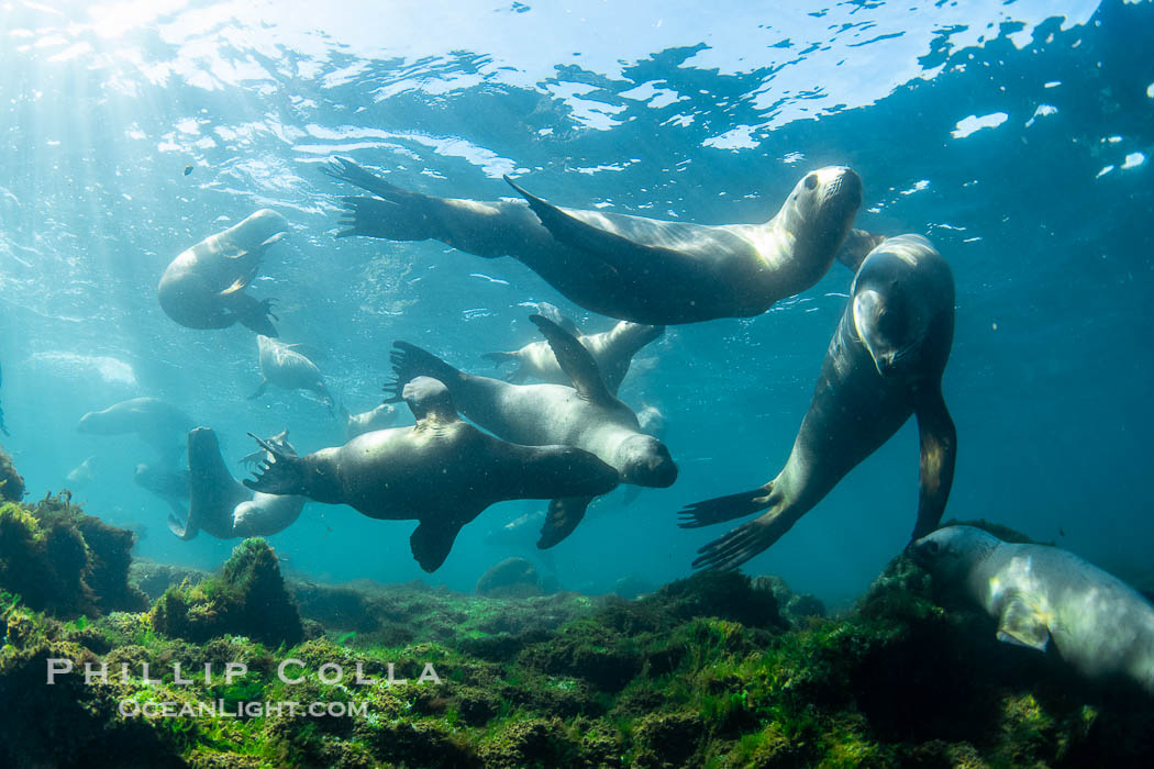 South American sea lions underwater, Otaria flavescens, Patagonia, Argentina. Puerto Piramides, Chubut, Otaria flavescens, natural history stock photograph, photo id 38266