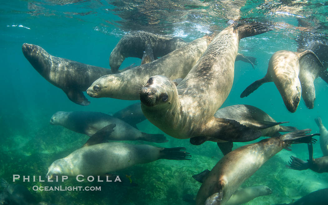 South American sea lions underwater, Otaria flavescens, Patagonia, Argentina, Otaria flavescens, Puerto Piramides, Chubut South American sea lions underwater, Otaria flavescens, Patagonia, Argentina, Otaria flavescens, Puerto Piramides, Chubut