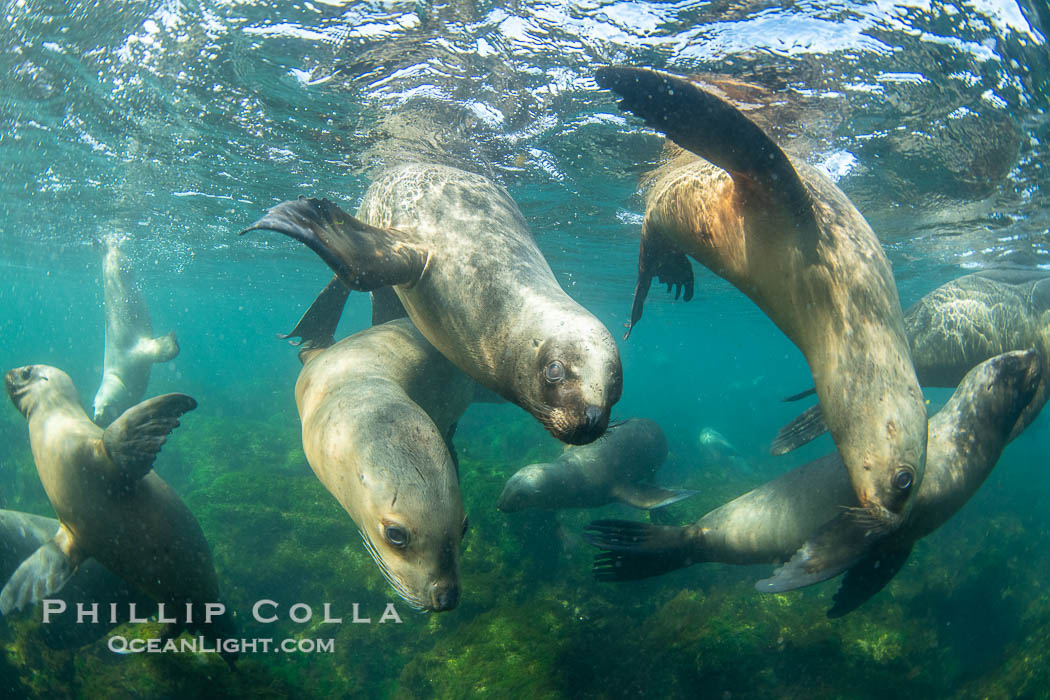 South American sea lions underwater, Otaria flavescens, Patagonia, Argentina, Otaria flavescens, Puerto Piramides, Chubut South American sea lions underwater, Otaria flavescens, Patagonia, Argentina, Otaria flavescens, Puerto Piramides, Chubut