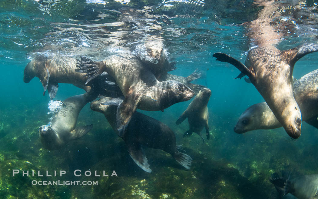 South American sea lions underwater, Otaria flavescens, Patagonia, Argentina, Otaria flavescens, Puerto Piramides, Chubut