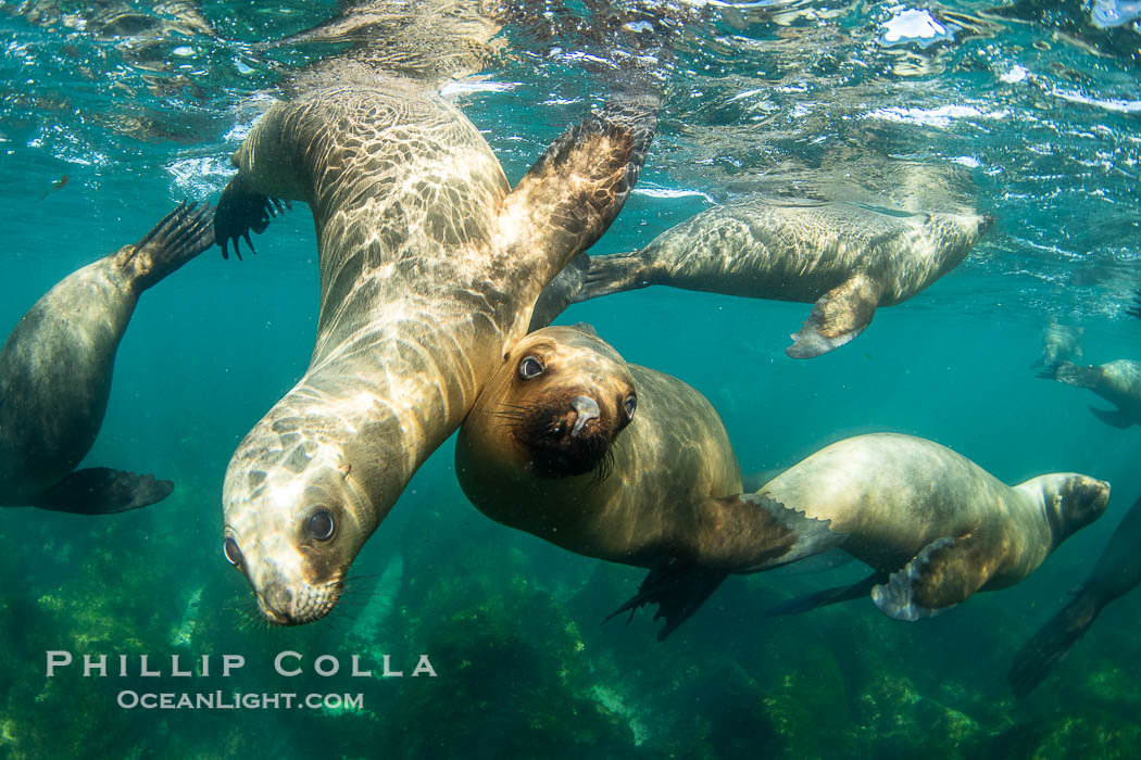 South American sea lions underwater, Otaria flavescens, Patagonia, Argentina, Otaria flavescens, Puerto Piramides, Chubut