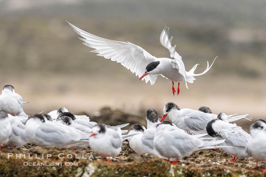 South American Tern in flight, Sterna hirundinacea, Golfo Nuevo, Peninsula Valdes, Chubut, Argentina.  By permission of the Government of Argentina, Chubut, permit # 51 / 2025-SsCyA., Sterna hirundinacea, natural history stock photograph, photo id 41240