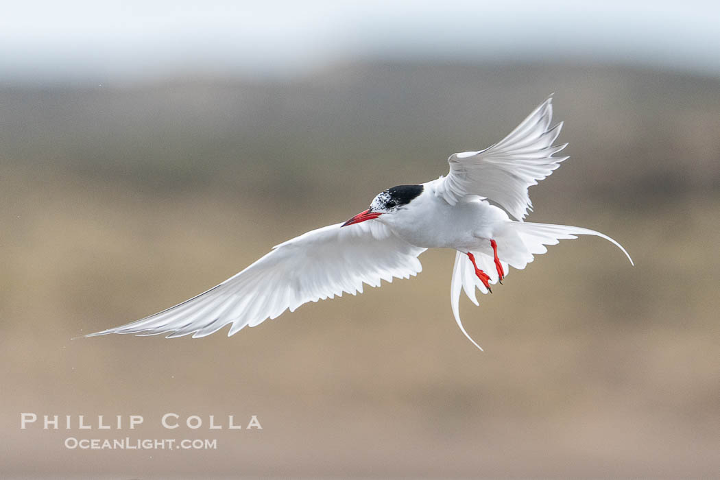 South American Tern in flight, Sterna hirundinacea, Golfo Nuevo, Peninsula Valdes, Chubut, Argentina. By permission of the Government of Argentina, Chubut, permit # 51 / 2025-SsCyA., Sterna hirundinacea, natural history stock photograph, photo id 41275