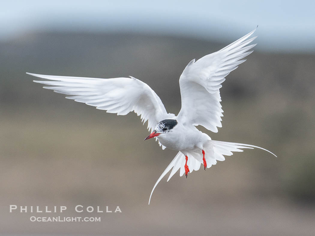 South American Tern in flight, Sterna hirundinacea, Golfo Nuevo, Peninsula Valdes, Chubut, Argentina. By permission of the Government of Argentina, Chubut, permit # 51 / 2025-SsCyA, Sterna hirundinacea, Puerto Piramides South American Tern in flight, Sterna hirundinacea, Golfo Nuevo, Peninsula Valdes, Chubut, Argentina. By permission of the Government of Argentina, Chubut, permit # 51 / 2025-SsCyA, Sterna hirundinacea, Puerto Piramides
