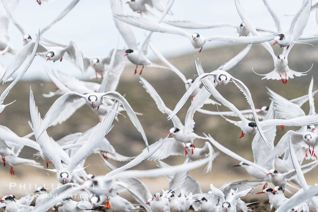 South American Terns in flight, Sterna hirundinacea, Golfo Nuevo, Peninsula Valdes, Chubut, Argentina. By permission of the Government of Argentina, Chubut, permit # 51 / 2025-SsCyA., Sterna hirundinacea, natural history stock photograph, photo id 41239