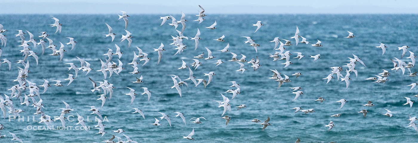South American Terns in flight, Sterna hirundinacea, Golfo San Jose, Peninsula Valdes, Chubut, Argentina. By permission of the Government of Argentina, Chubut, permit # 51 / 2025-SsCyA., Sterna hirundinacea, natural history stock photograph, photo id 41255