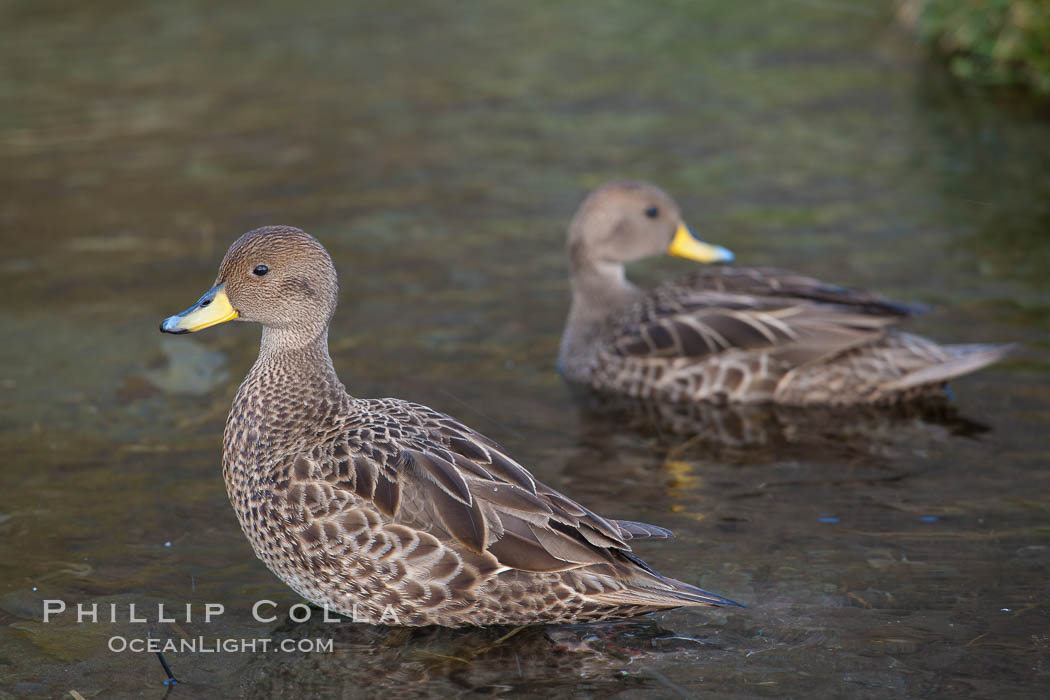 The South Georgia Pintail duck, also known as the South Georgian Teal, is endemic to South Georgia Island and is a vagrant to the South Sandwich Islands.  The South Georgia Pintail feeds on a variety of marine and freshwater vegetation, including algae, as well as upon invertebrates. Grytviken, Anas georgica georgica, natural history stock photograph, photo id 24462