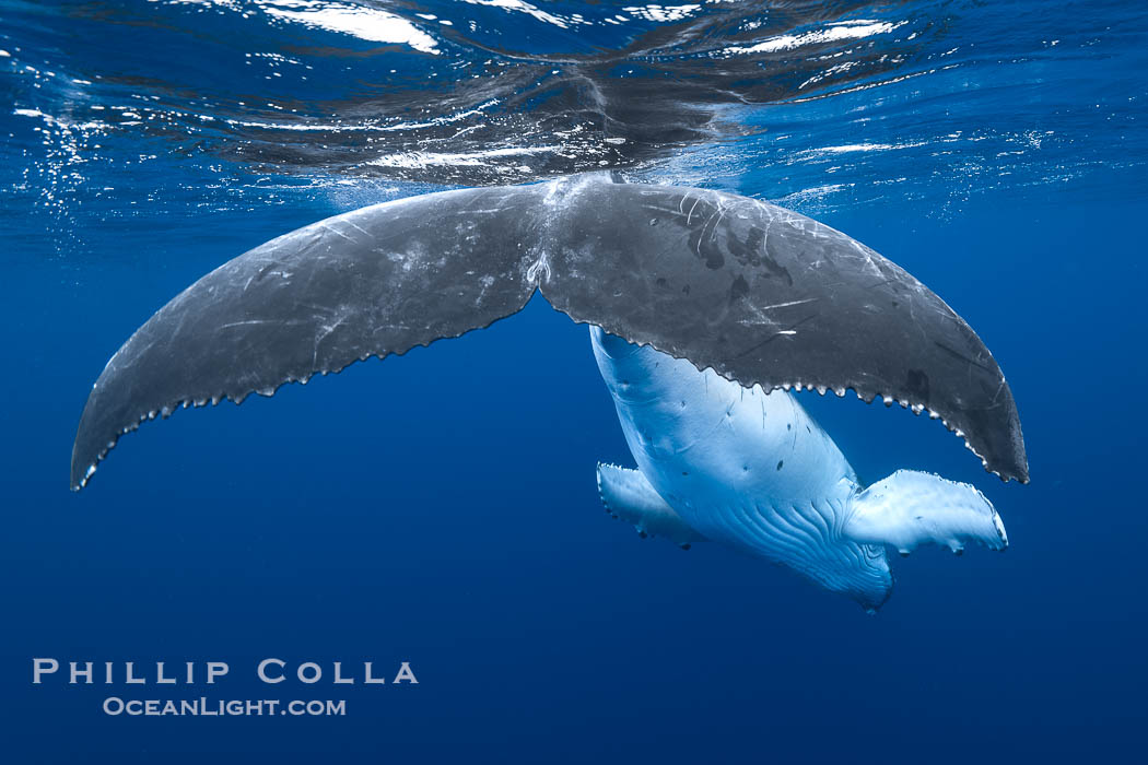 South Pacific Humpback Whale fluke dorsal aspect, Moorea, French Polynesia. France, Megaptera novaeangliae, natural history stock photograph, photo id 40646
