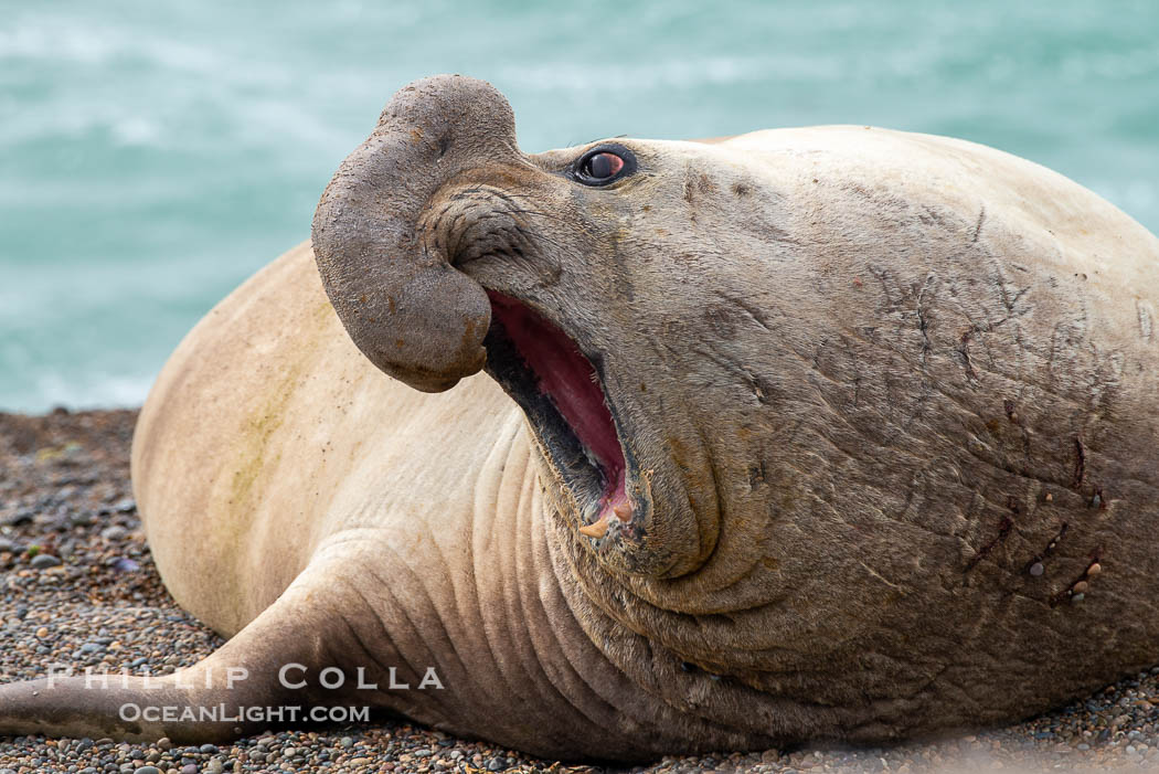 Southern elephant seal, adult male, Mirounga leonina, Valdes Peninsula, Argentina. Puerto Piramides, Chubut, Mirounga leonina, natural history stock photograph, photo id 38415