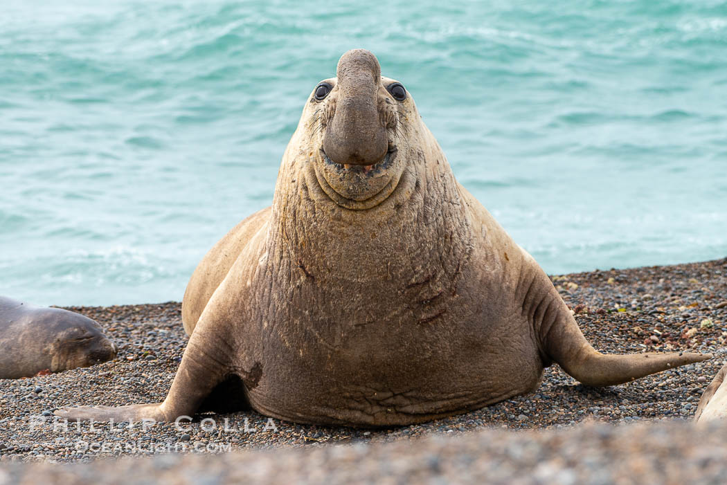 Southern elephant seal, adult male, Mirounga leonina, Valdes Peninsula, Argentina. Puerto Piramides, Chubut, Mirounga leonina, natural history stock photograph, photo id 38413