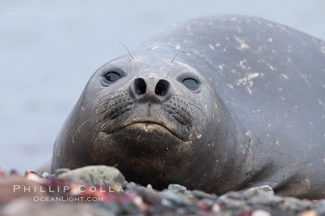 Southern elephant seal. Livingston Island, Antarctic Peninsula, Antarctica, Mirounga leonina, natural history stock photograph, photo id 25914