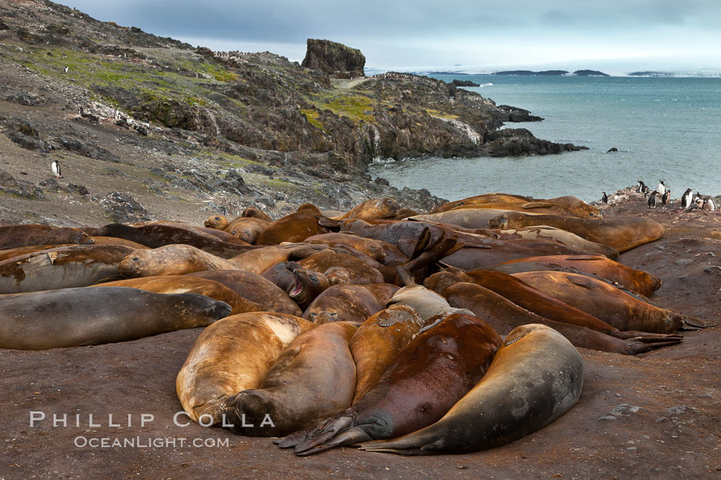 Southern elephant seals, gathered in a small colony near the ocean, a pinniped wallow. Livingston Island, Antarctic Peninsula, Antarctica, Mirounga leonina, natural history stock photograph, photo id 25916