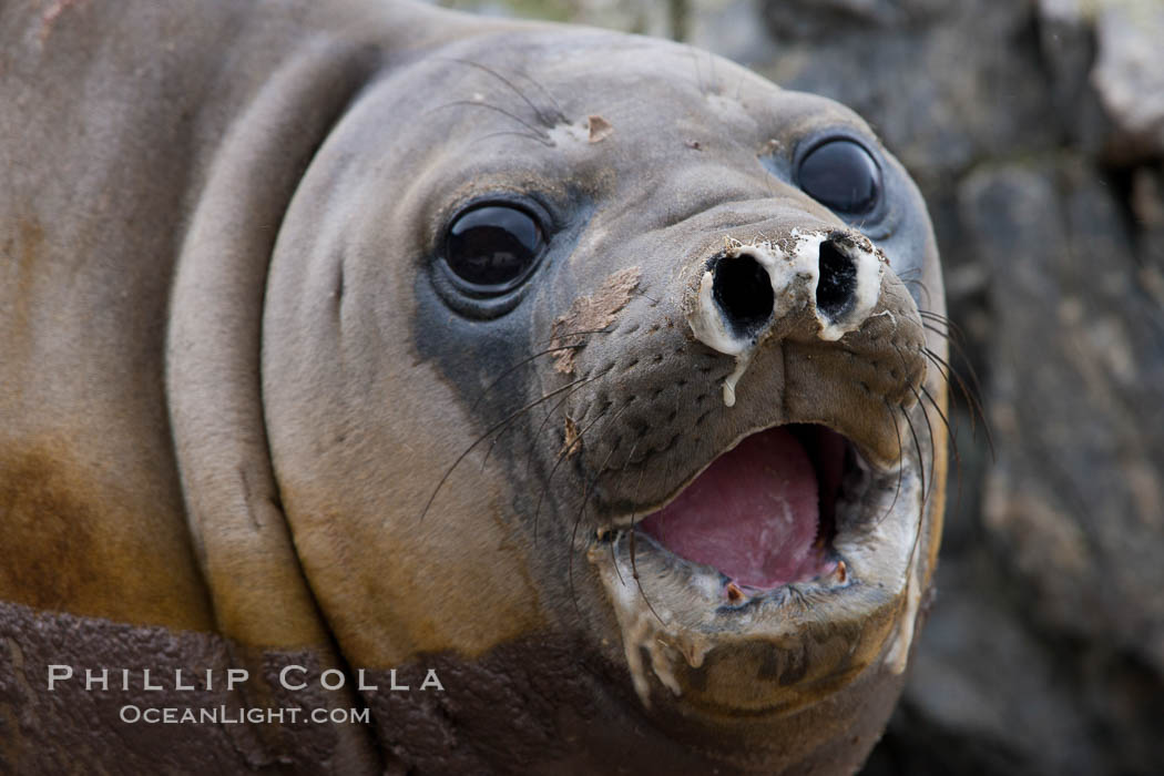 Southern elephant seal, juvenile. The southern elephant seal is the largest pinniped, and the largest member of order Carnivora, ever to have existed. It gets its name from the large proboscis (nose) it has when it has grown to adulthood. Shingle Cove, Coronation Island, South Orkney Islands, Southern Ocean, Mirounga leonina, natural history stock photograph, photo id 25203