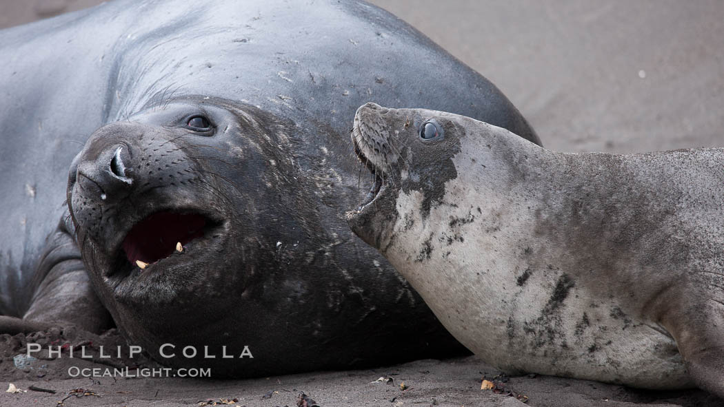 Southern elephant seal, juveniles mock sparring. Livingston Island, Antarctic Peninsula, Antarctica, Mirounga leonina, natural history stock photograph, photo id 25917