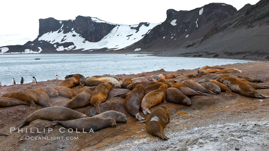 Southern elephant seals, gathered in a small colony near the ocean, a pinniped wallow. Livingston Island, Antarctic Peninsula, Antarctica, Mirounga leonina, natural history stock photograph, photo id 25926
