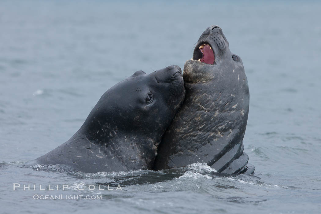 Southern elephant seal, juveniles mock sparring. Livingston Island, Antarctic Peninsula, Antarctica, Mirounga leonina, natural history stock photograph, photo id 25942