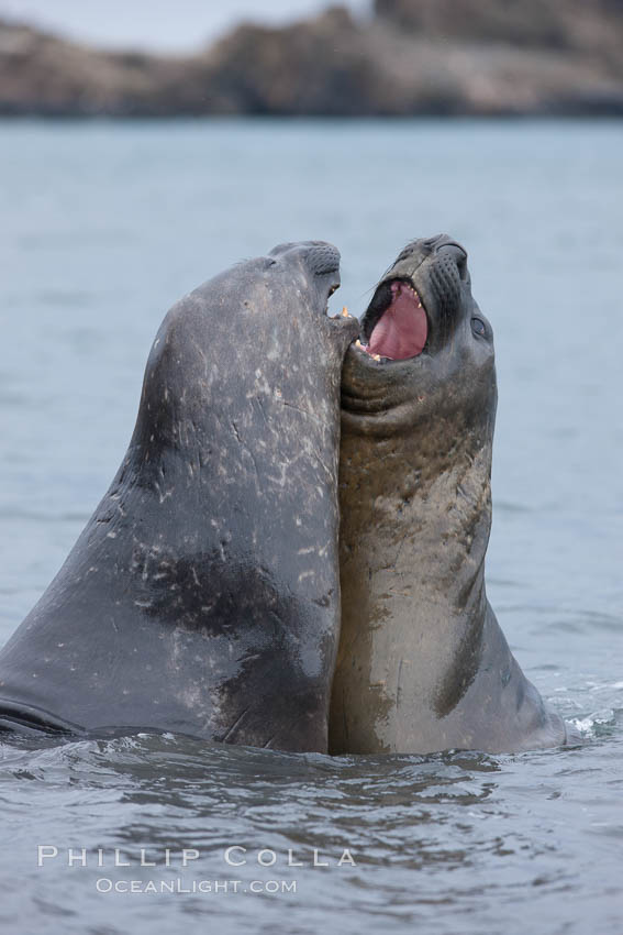 Southern elephant seal, juveniles mock sparring. Livingston Island, Antarctic Peninsula, Antarctica, Mirounga leonina, natural history stock photograph, photo id 25946