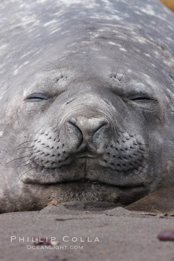 Southern elephant seal. Livingston Island, Antarctic Peninsula, Antarctica, Mirounga leonina, natural history stock photograph, photo id 25920