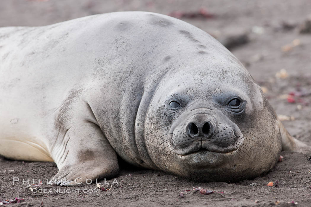 Southern elephant seal. Livingston Island, Antarctic Peninsula, Antarctica, Mirounga leonina, natural history stock photograph, photo id 25924