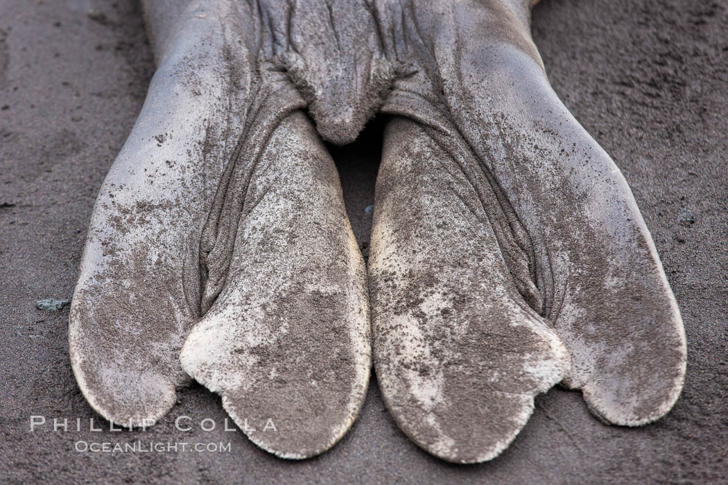 Southern elephant seal, hind flipper detail. Livingston Island, Antarctic Peninsula, Antarctica, Mirounga leonina, natural history stock photograph, photo id 25928