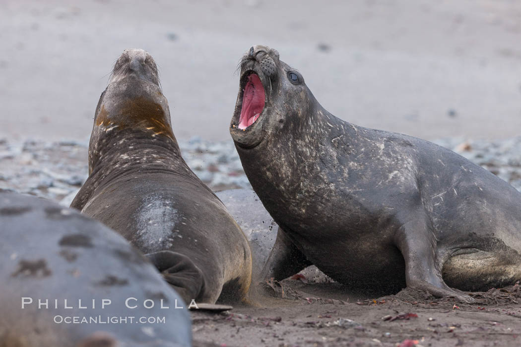 Southern elephant seal, juveniles mock sparring. Livingston Island, Antarctic Peninsula, Antarctica, Mirounga leonina, natural history stock photograph, photo id 25940