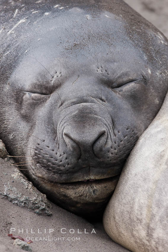 Southern elephant seal. Livingston Island, Antarctic Peninsula, Antarctica, Mirounga leonina, natural history stock photograph, photo id 25919