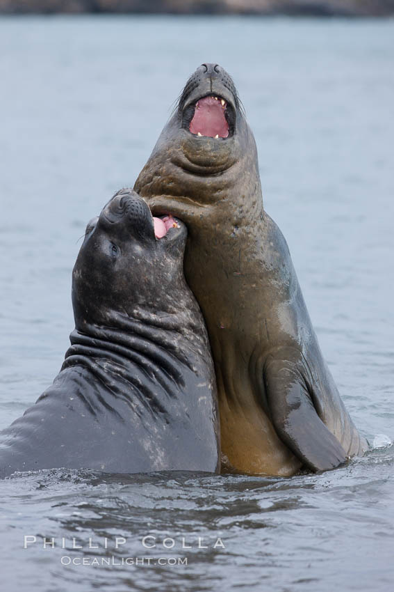 Southern elephant seal, juveniles mock sparring. Livingston Island, Antarctic Peninsula, Antarctica, Mirounga leonina, natural history stock photograph, photo id 25923