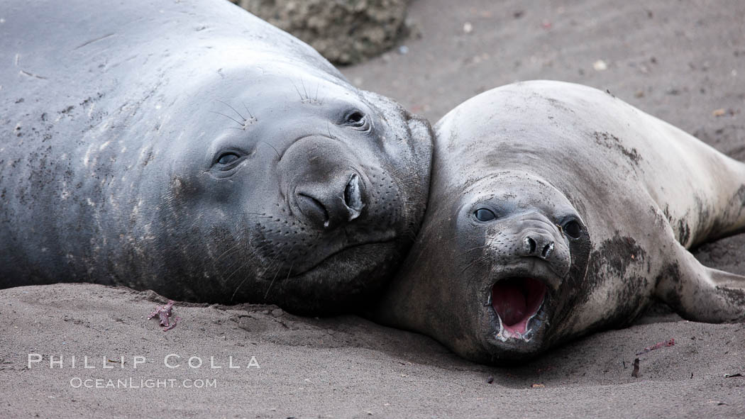 Southern elephant seal. Livingston Island, Antarctic Peninsula, Antarctica, Mirounga leonina, natural history stock photograph, photo id 25927