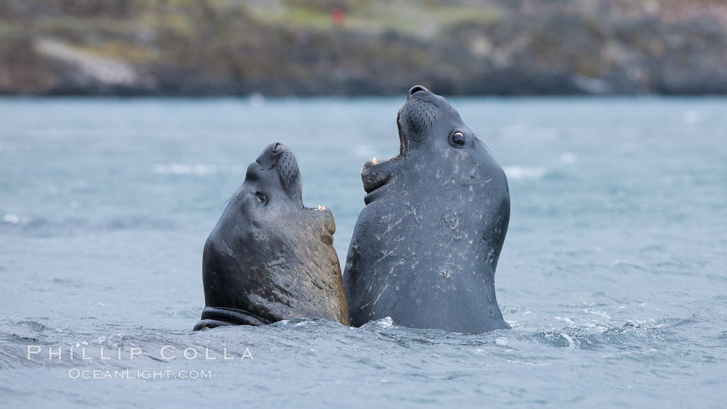 Southern elephant seal, juveniles mock sparring. Livingston Island, Antarctic Peninsula, Antarctica, Mirounga leonina, natural history stock photograph, photo id 25939