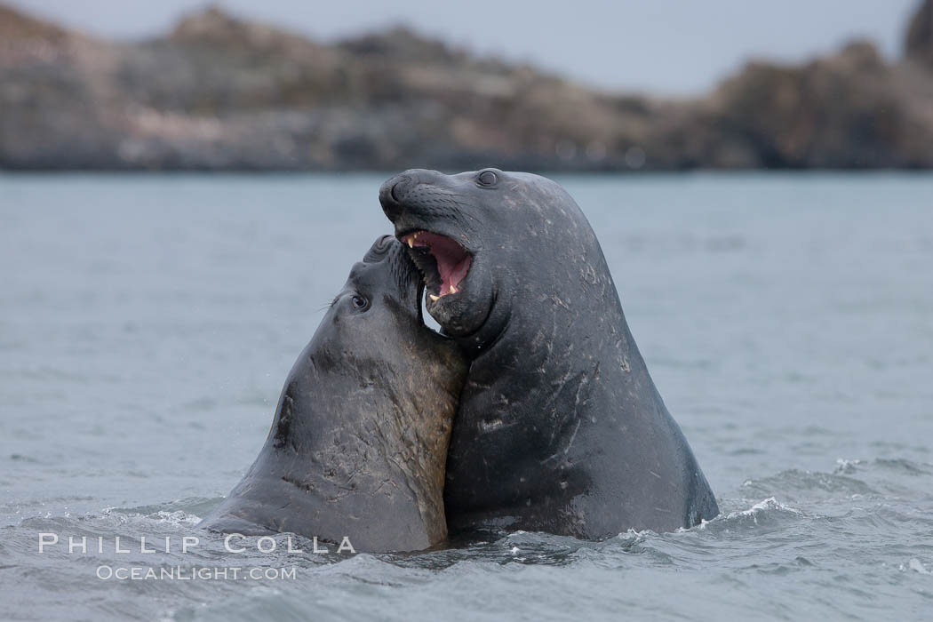 Southern elephant seal, juveniles mock sparring. Livingston Island, Antarctic Peninsula, Antarctica, Mirounga leonina, natural history stock photograph, photo id 25921