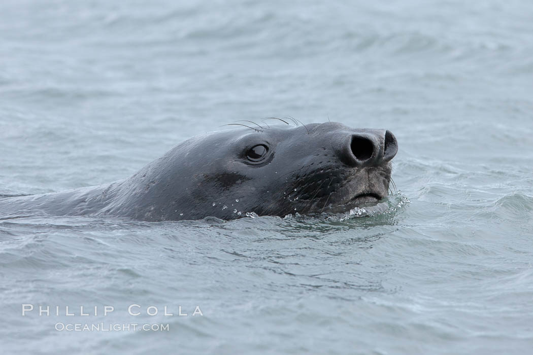 Southern elephant seal. Livingston Island, Antarctic Peninsula, Antarctica, Mirounga leonina, natural history stock photograph, photo id 25925