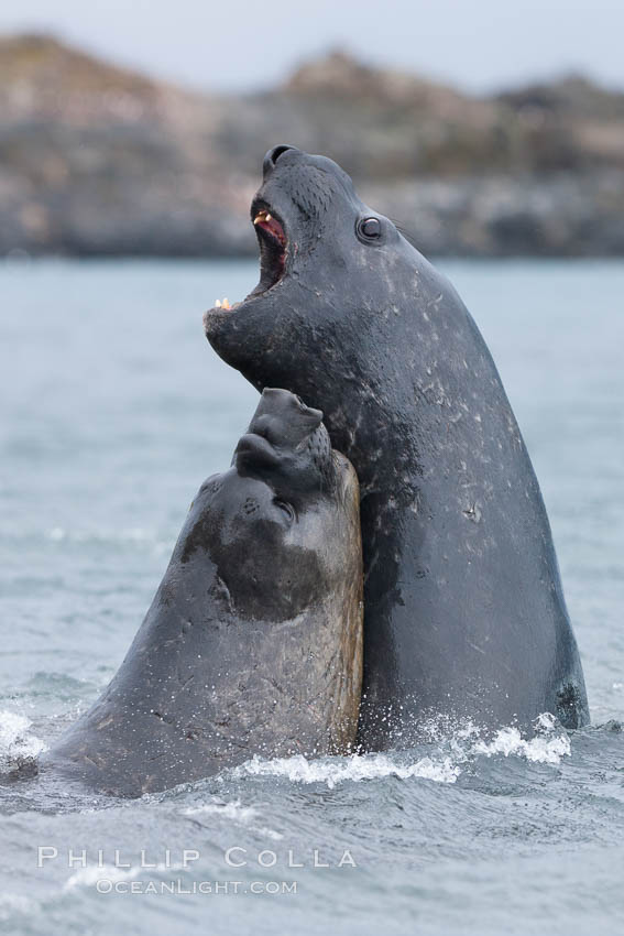 Southern elephant seal, juveniles mock sparring. Livingston Island, Antarctic Peninsula, Antarctica, Mirounga leonina, natural history stock photograph, photo id 25941
