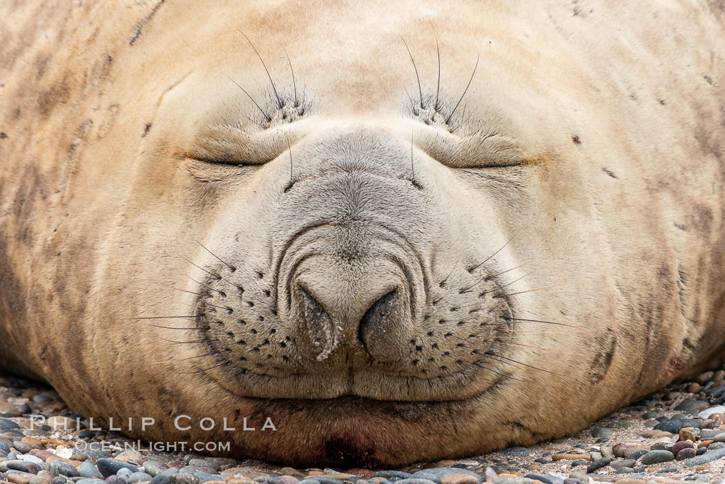 Southern elephant seal, Mirounga leonina, Valdes Peninsula, Argentina. Puerto Piramides, Chubut, Mirounga leonina, natural history stock photograph, photo id 35946