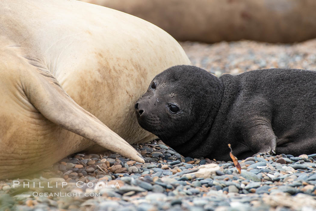 Southern elephant seal, pup nursing, 'Mirounga leonina, Valdes Peninsula, Argentina. Puerto Piramides, Chubut, Mirounga leonina, natural history stock photograph, photo id 35962