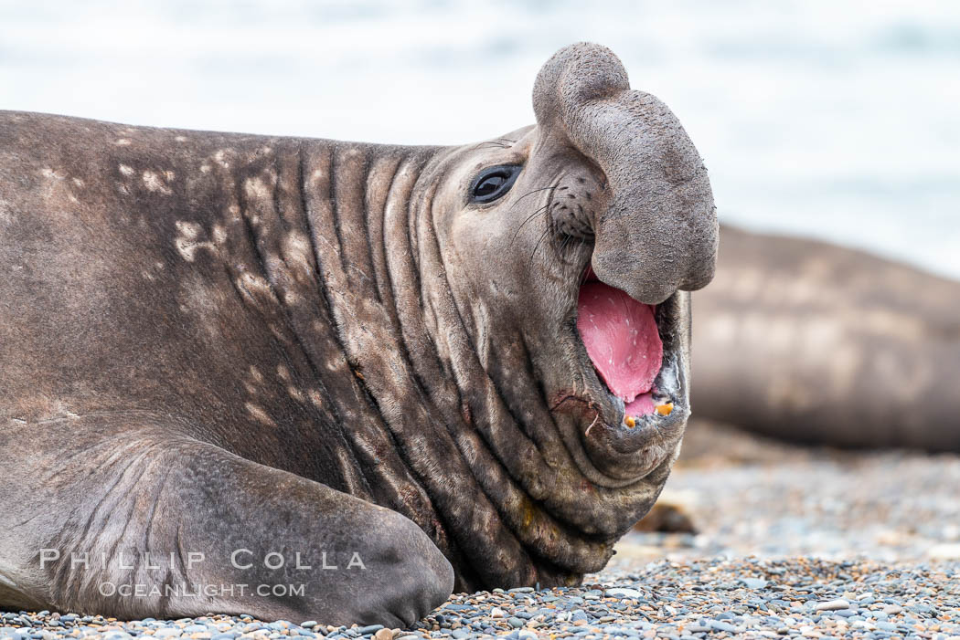 Southern elephant seal, adult male, Mirounga leonina, Valdes Peninsula, Argentina. Puerto Piramides, Chubut, Mirounga leonina, natural history stock photograph, photo id 35948