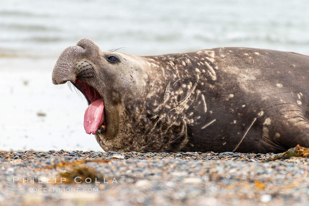 Southern elephant seal, adult male, Mirounga leonina, Valdes Peninsula, Argentina. Puerto Piramides, Chubut, Mirounga leonina, natural history stock photograph, photo id 35947