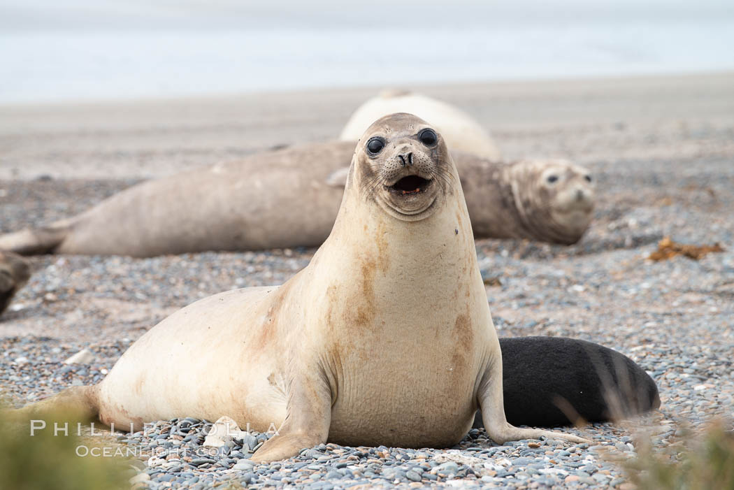 Southern elephant seal, juvenile, Mirounga leonina, Valdes Peninsula, Argentina. Puerto Piramides, Chubut, Mirounga leonina, natural history stock photograph, photo id 35987