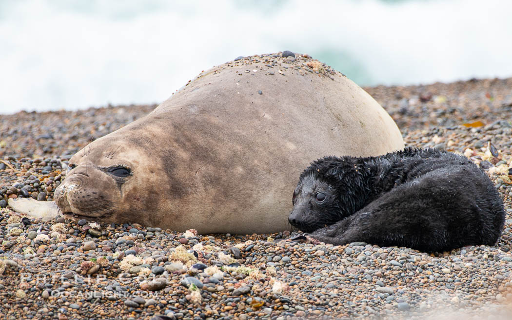 Southern elephant seal, mother and pup, Mirounga leonina, Valdes Peninsula. Puerto Piramides, Chubut, Argentina, Mirounga leonina, natural history stock photograph, photo id 38414