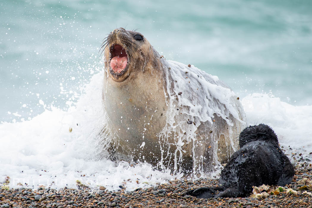 Southern elephant seal, mother and pup, Mirounga leonina, Valdes Peninsula. Puerto Piramides, Chubut, Argentina, Mirounga leonina, natural history stock photograph, photo id 38418