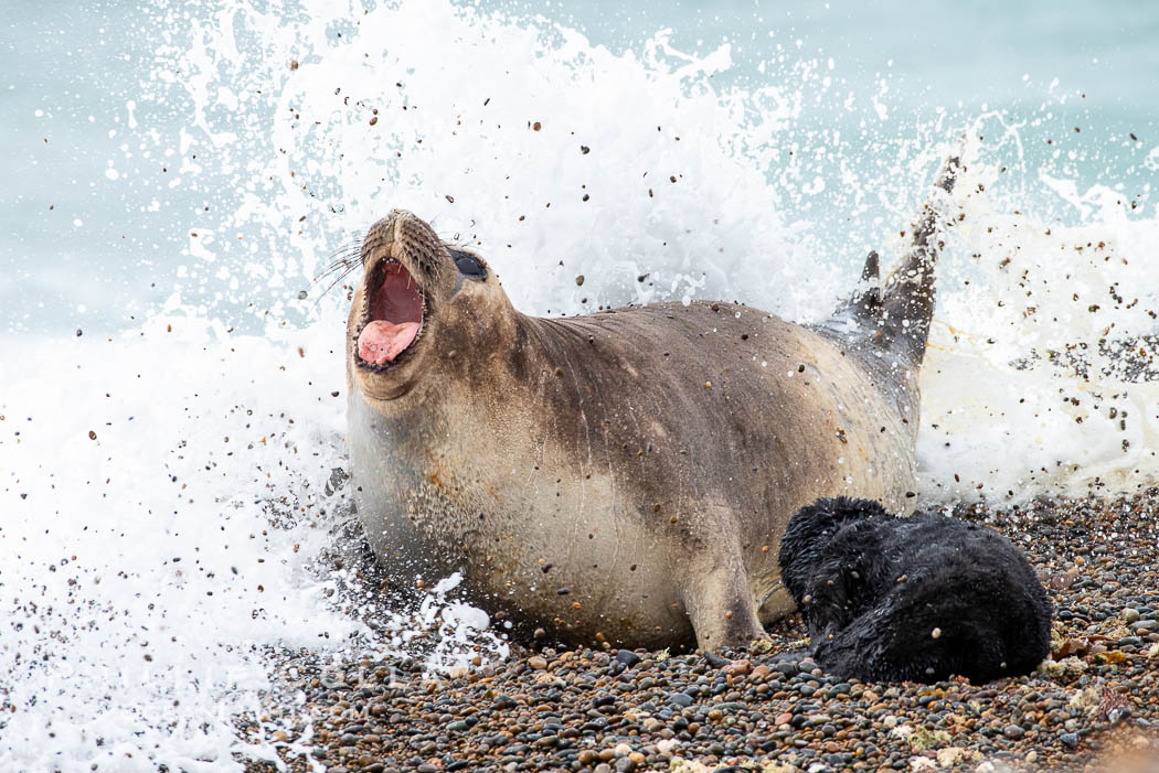 Southern elephant seal, mother and pup, Mirounga leonina, Valdes Peninsula. Puerto Piramides, Chubut, Argentina, Mirounga leonina, natural history stock photograph, photo id 38417