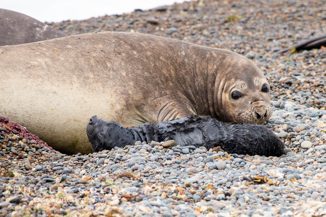 Southern elephant seal pup taking its first breath. Just moments before the pup was still wrapped in placenta and had to free its head in order to breathe, Mirounga leonina, Valdes Peninsula, Mirounga leonina, Puerto Piramides, Chubut, Argentina