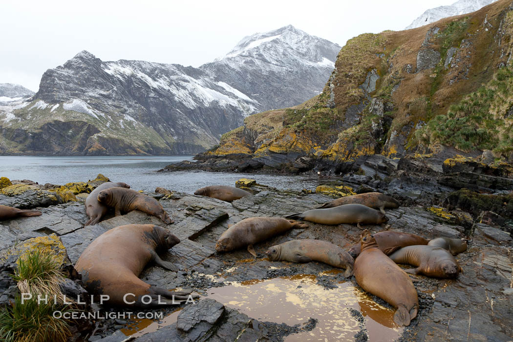 Southern elephant seal, juvenile.  The southern elephant seal is the largest pinniped, and the largest member of order Carnivora, ever to have existed.  It gets its name from the large proboscis (nose) it has when it has grown to adulthood. Hercules Bay, South Georgia Island, Mirounga leonina, natural history stock photograph, photo id 24491