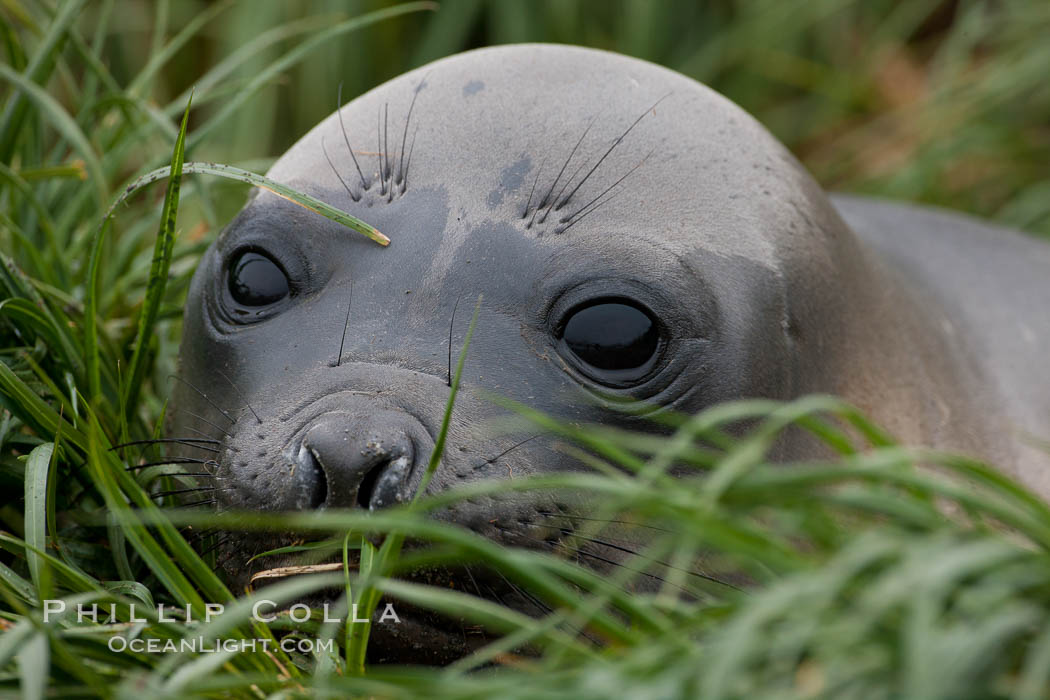 Southern elephant seal, juvenile.  The southern elephant seal is the largest pinniped, and the largest member of order Carnivora, ever to have existed.  It gets its name from the large proboscis (nose) it has when it has grown to adulthood. Fortuna Bay, South Georgia Island, Mirounga leonina, natural history stock photograph, photo id 24623