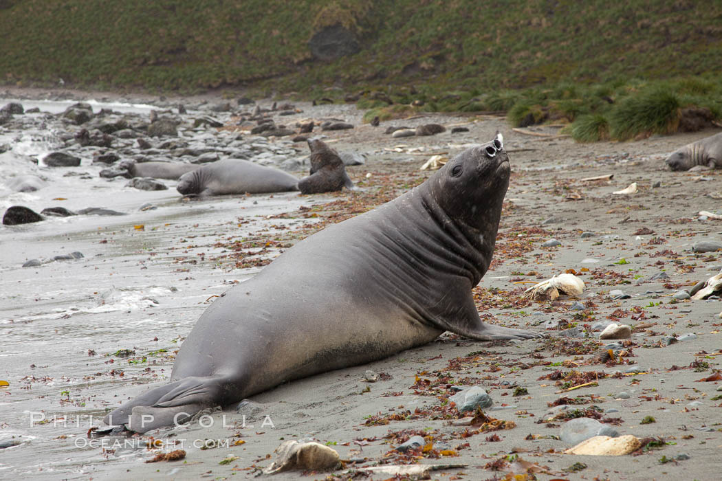 Southern elephant seal, juvenile. The southern elephant seal is the largest pinniped, and the largest member of order Carnivora, ever to have existed. It gets its name from the large proboscis (nose) it has when it has grown to adulthood. Godthul, South Georgia Island, Mirounga leonina, natural history stock photograph, photo id 24727