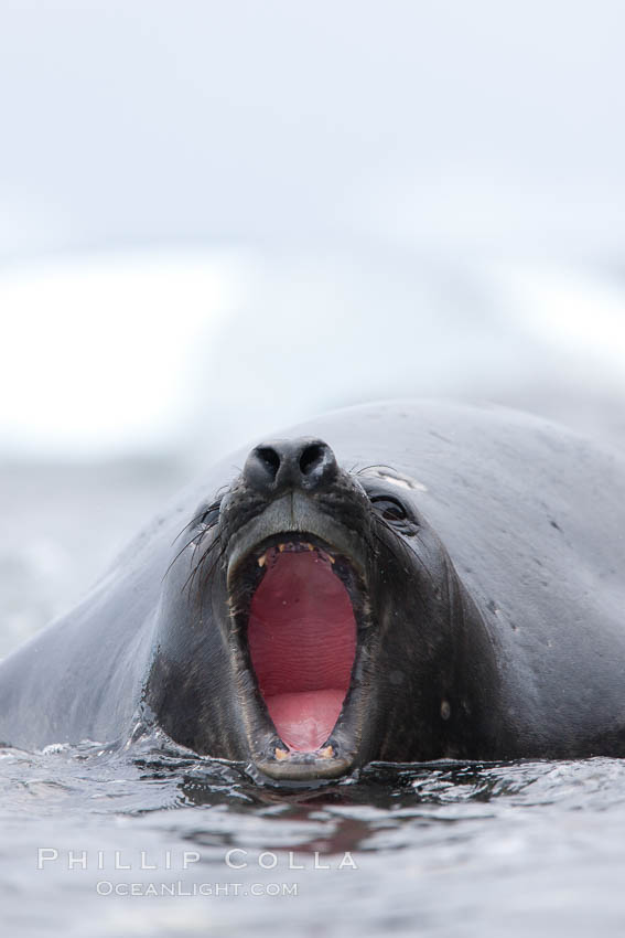 Southern elephant seal, juvenile. The southern elephant seal is the largest pinniped, and the largest member of order Carnivora, ever to have existed. It gets its name from the large proboscis (nose) it has when it has grown to adulthood. Shingle Cove, Coronation Island, South Orkney Islands, Southern Ocean, Mirounga leonina, natural history stock photograph, photo id 25030